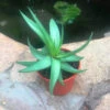 Haworthia Limifolia Var. Ubomboensis Succulent Plant -Cute Farms Shop Haworthia Limifolia var. Ubomboensis