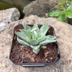 Haworthia Magnifica Acuminata 'Grey Ghost' Succulent Plant -Cute Farms Shop Haworthia Magnifica acuminata Grey Ghost 1