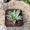 Haworthia Magnifica Acuminata 'Grey Ghost' Succulent Plant 4 Haworthia Magnifica Acuminata 'Grey Ghost' Succulent Plant -Cute Farms Shop Haworthia Magnifica acuminata Grey Ghost