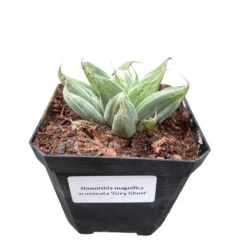 Haworthia Magnifica Acuminata 'Grey Ghost' Succulent Plant -Cute Farms Shop Haworthia Magnifica acuminata Grey Ghost 2
