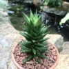 Haworthia Resendeana Succulent Plant -Cute Farms Shop Haworthia Resendeana