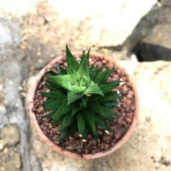 Haworthia Resendeana Succulent Plant -Cute Farms Shop Haworthia Resendeana 5