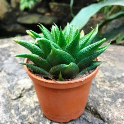 Haworthia Glabrata Succulent Plant -Cute Farms Shop Haworthia Reticulata 2