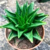 Haworthia Glabrata Succulent Plant -Cute Farms Shop Haworthia Reticulata 3