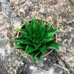 Haworthia Glabrata Succulent Plant -Cute Farms Shop Haworthia Reticulata 4