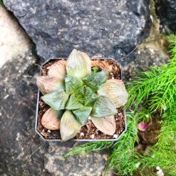 Haworthia Ruby Crown Succulent Plant 5 Haworthia Ruby Crown Succulent Plant -Cute Farms Shop Haworthia RubyCrown 1 b711791b a180 46bc 86a3 171d1a414ee7