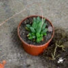 Haworthia Turgida Succulent Plant -Cute Farms Shop Haworthia Turgida 1