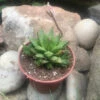 Haworthia Calcarea Succulent Plant -Cute Farms Shop Haworthia calcarea 2