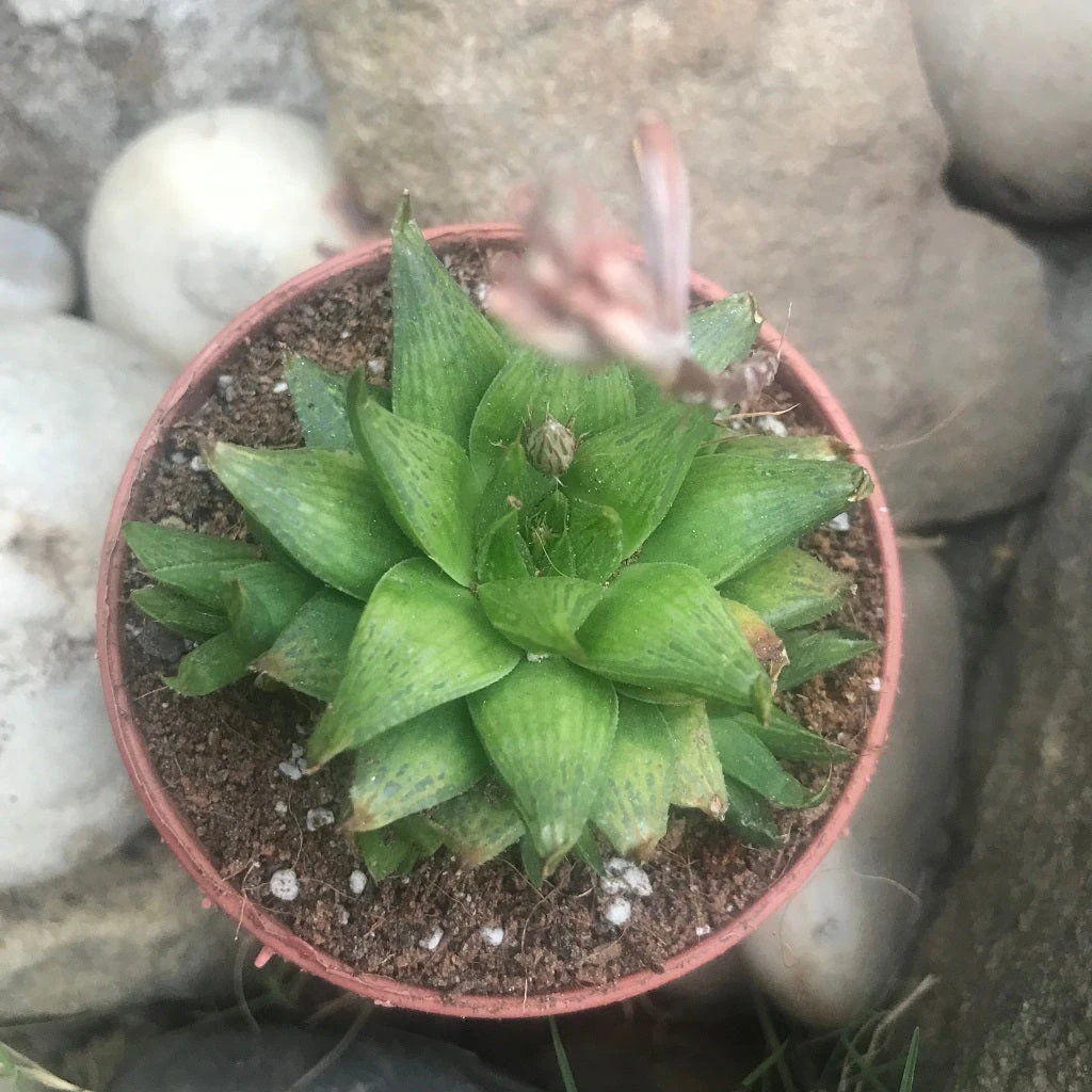 Haworthia Calcarea Succulent Plant 2 Haworthia Calcarea Succulent Plant - Image 2