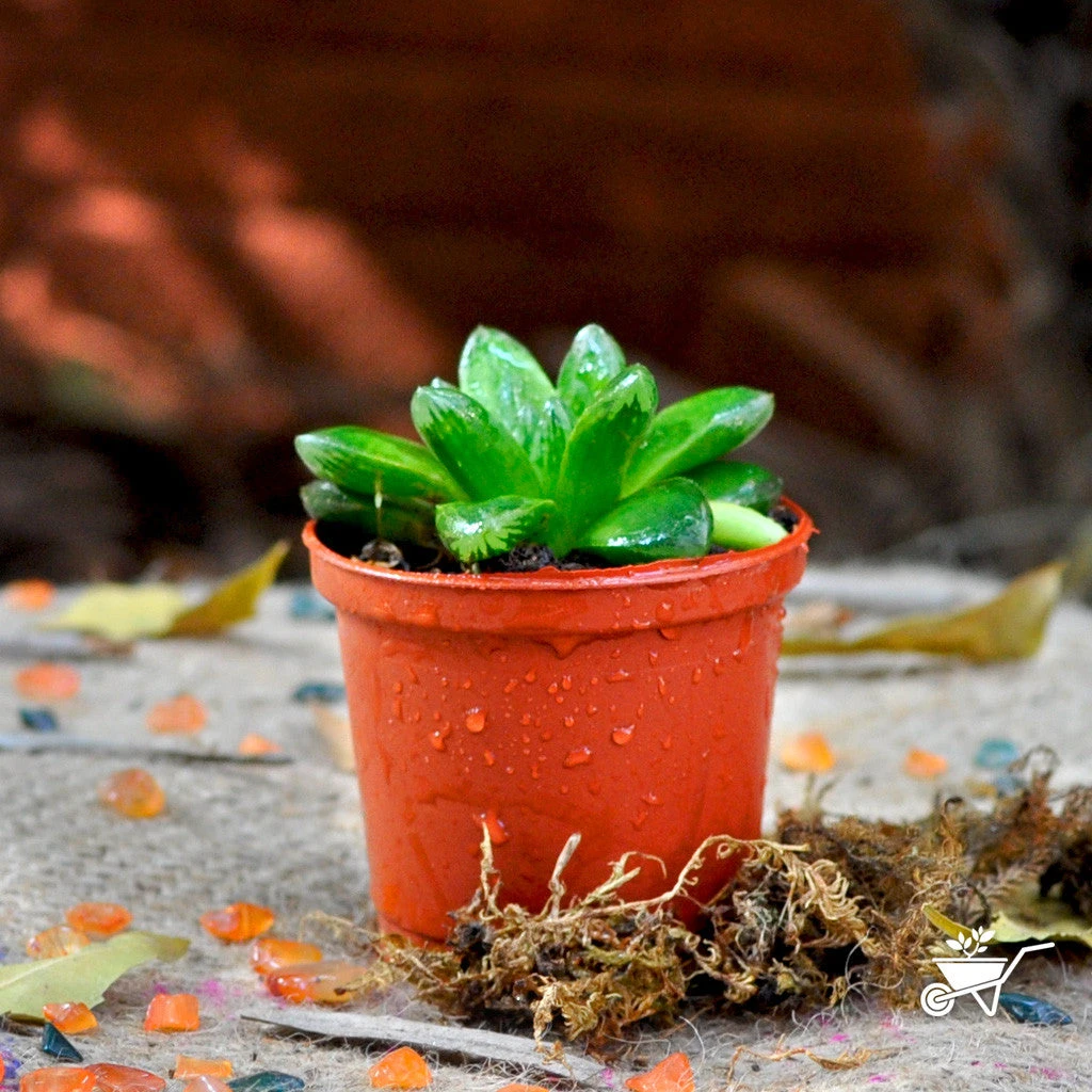 Haworthia Cymbiformis Var Obtus Succulent Plant 2 Haworthia Cymbiformis Var Obtus Succulent Plant - Image 2