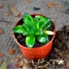 Haworthia Cymbiformis Var Obtus Succulent Plant -Cute Farms Shop Haworthia cymbiformis 1 88293983 abb4 4d93 884f fca9cd07df0f