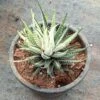 Haworthia Fasciata Variegated Succulent Plant 8 Haworthia Fasciata Variegated Succulent Plant -Cute Farms Shop Haworthia fasciata Variegated