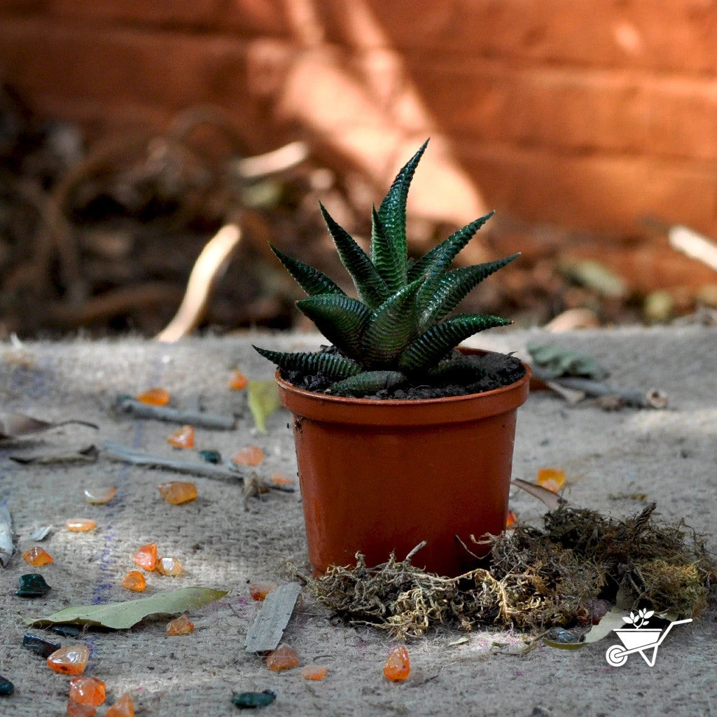 Haworthia Limifolia Succulent Plant 2 Haworthia Limifolia Succulent Plant - Image 2