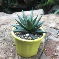 Cute Farms Shop -Cute Farms Shop Haworthia limifolia v longiana 1 fa5374a7 21b2 41de 9e96 a8e5bd2f9581