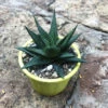 Haworthia Limifolia V Longiana Succulent Plant 11 Haworthia Limifolia V Longiana Succulent Plant -Cute Farms Shop Haworthia limifolia v longiana 09839ecf 43f5 490b 9aee e9147edbaa04