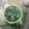 Haworthia Retusa Succulent Plant -Cute Farms Shop Haworthia retusa 1