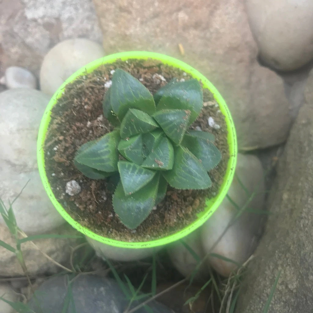 Haworthia Retusa Succulent Plant 1 Haworthia Retusa Succulent Plant