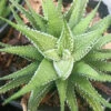 Haworthia Attenuata Enon Succulent Plant -Cute Farms Shop Haworthiaattenuata Enon