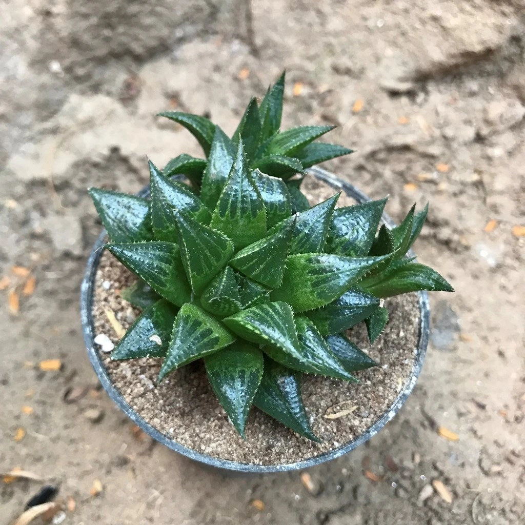 Haworthia Emelyae Var. Multifolia Succulent Plant 2 Haworthia Emelyae Var. Multifolia Succulent Plant - Image 2