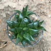Haworthia Emelyae Var. Multifolia Succulent Plant -Cute Farms Shop Haworthiaemelyaevar.multifolia 2