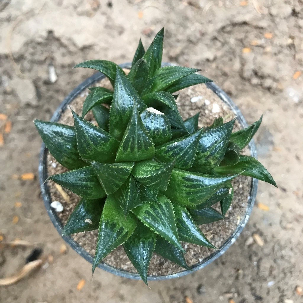 Haworthia Emelyae Var. Multifolia Succulent Plant 1 Haworthia Emelyae Var. Multifolia Succulent Plant