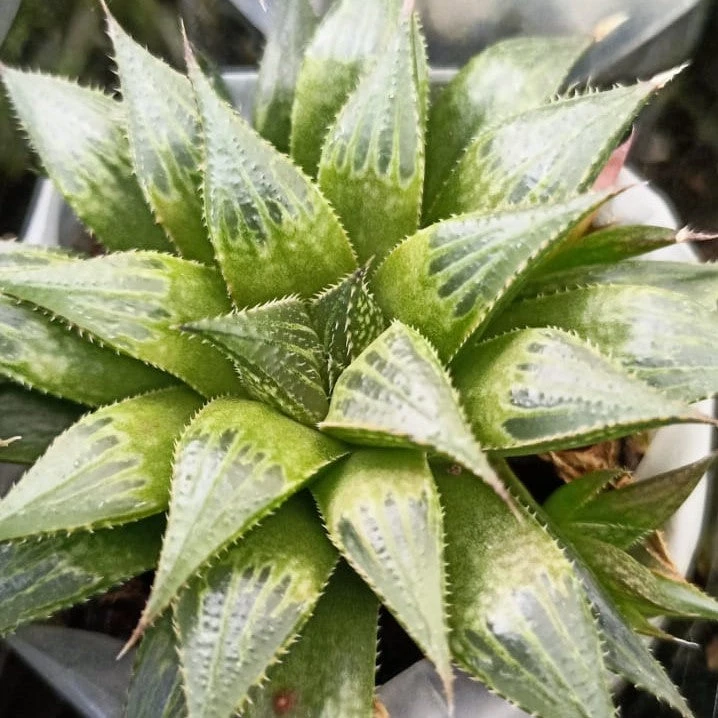 Haworthia Emelyae Var. Multifolia Succulent Plant 3 Haworthia Emelyae Var. Multifolia Succulent Plant - Image 3