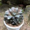 Haworthia Kegani Choco Red Succulent Plant -Cute Farms Shop Haworthiakeganii ChocoRed 2