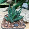 Haworthia Limifolia Succulent Plant 3 Haworthia Limifolia Succulent Plant -Cute Farms Shop Haworthialimifolia 1