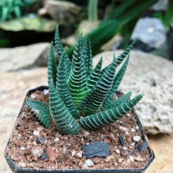 Haworthia Limifolia Succulent Plant