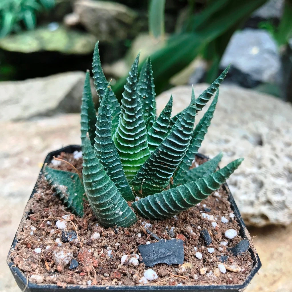 Haworthia Limifolia Succulent Plant 1 Haworthia Limifolia Succulent Plant