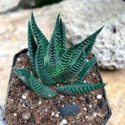 Haworthia Limifolia Succulent Plant 5 Haworthia Limifolia Succulent Plant -Cute Farms Shop Haworthialimifolia 3