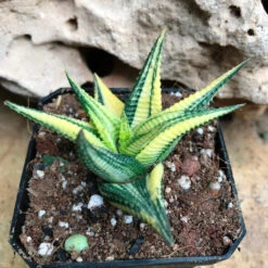 Haworthia Limifolia Variegata Succulent Plant -Cute Farms Shop Haworthialimifolia Variegata 2