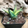 Haworthia Limifolia Variegata Succulent Plant -Cute Farms Shop Haworthialimifolia Variegata 3