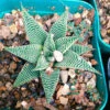 Haworthia Limifolia V. Striata Succulent Plant -Cute Farms Shop Haworthialimifoliav.striata 2
