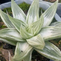 Cute Farms Shop -Cute Farms Shop Haworthiamagnificaacuminata GreyGhost