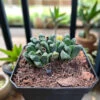 Haworthia Maughanii Hybrid Succulent Plant -Cute Farms Shop Haworthiamaughaniihybrid 1