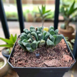 Haworthia Maughanii Hybrid Succulent Plant