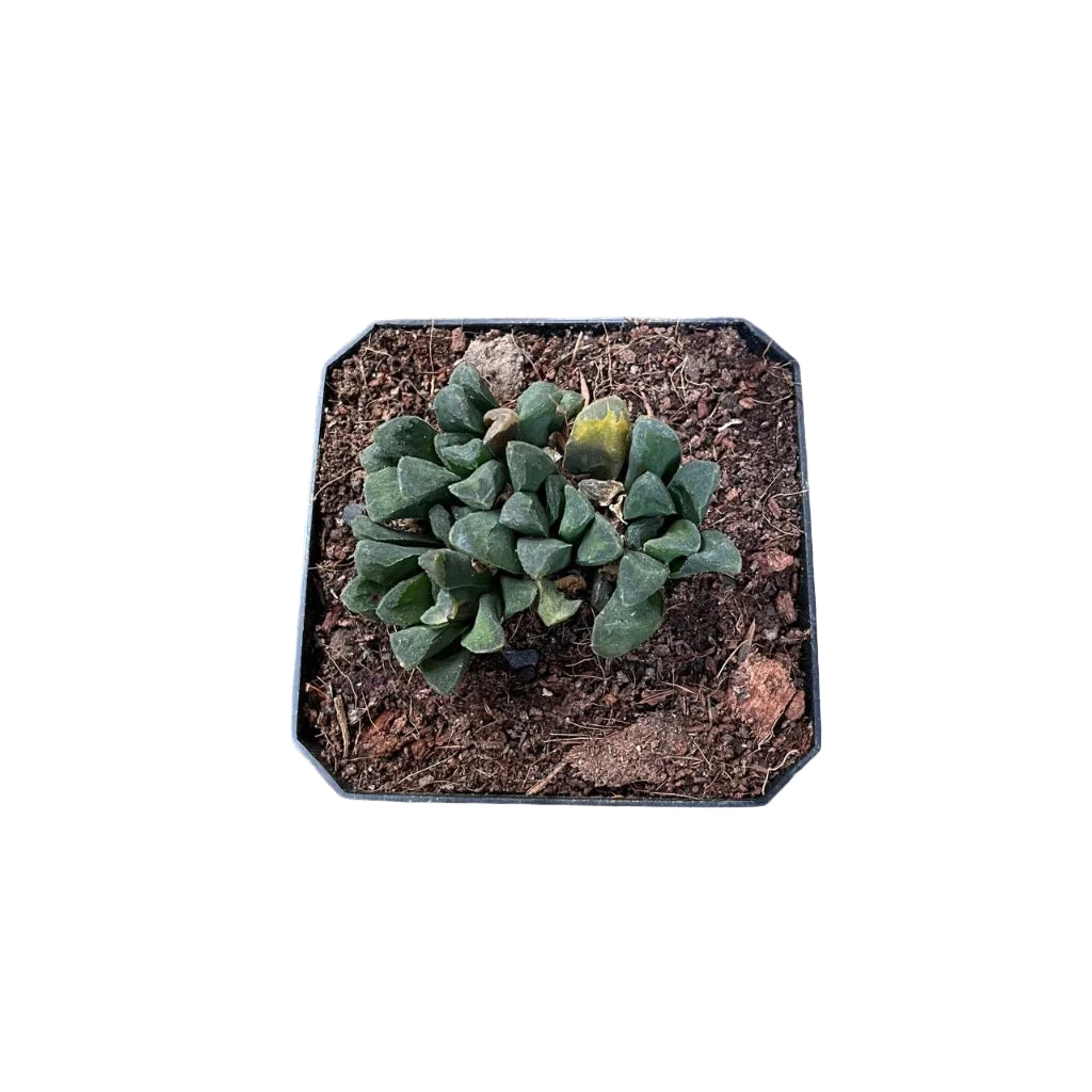 Haworthia Maughanii Hybrid Succulent Plant 2 Haworthia Maughanii Hybrid Succulent Plant - Image 2