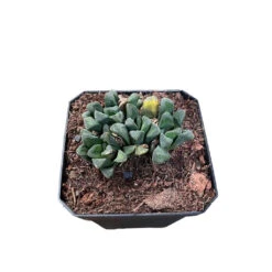 Haworthia Maughanii Hybrid Succulent Plant 5 Haworthia Maughanii Hybrid Succulent Plant -Cute Farms Shop Haworthiamaughaniihybrid