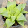 Haworthia Mutica Lemon Succulent Plant -Cute Farms Shop Haworthiamuticalemon