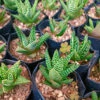 Haworthia Pumila 'Little Donut' Succulent Plant -Cute Farms Shop Haworthiapumila LittleDonut