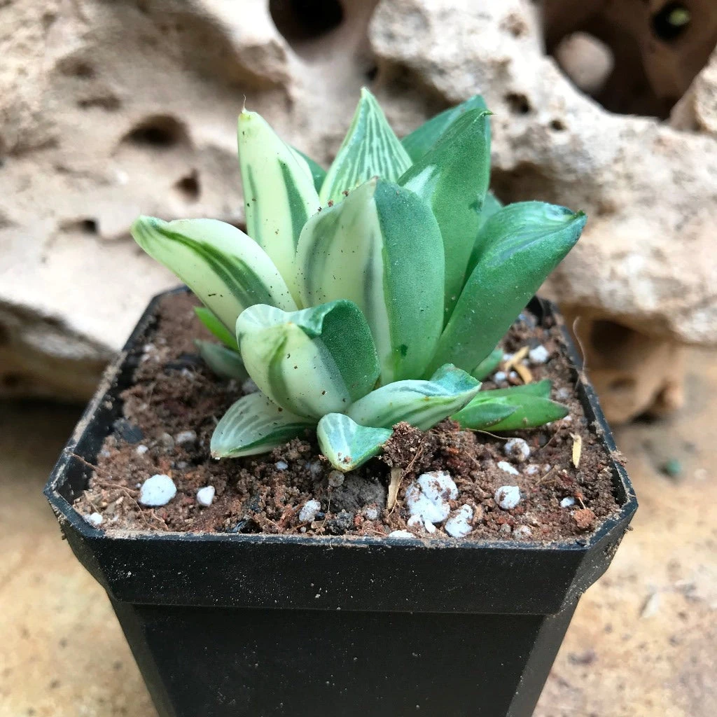 Haworthia Retusa Variegata Succulent Plant 1 Haworthia Retusa Variegata Succulent Plant