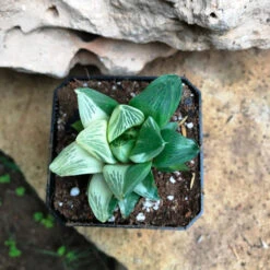 Haworthia Retusa Variegata Succulent Plant 5 Haworthia Retusa Variegata Succulent Plant -Cute Farms Shop Haworthiaretusa Variegata 2