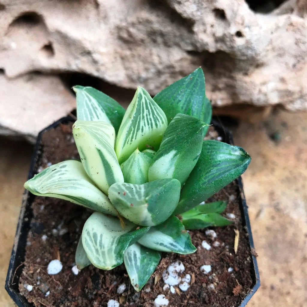 Haworthia Retusa Variegata Succulent Plant 2 Haworthia Retusa Variegata Succulent Plant - Image 2
