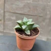 Haworthia Retusa Var. Nigra Succulent Plant 3 Haworthia Retusa Var. Nigra Succulent Plant -Cute Farms Shop Haworthiaretusavar.nigra 2