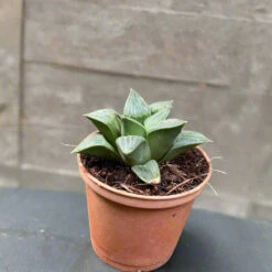 Haworthia Retusa Var. Nigra Succulent Plant