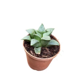 Haworthia Retusa Var. Nigra Succulent Plant -Cute Farms Shop Haworthiaretusavar.nigra
