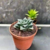 Haworthia Wimii Hybrid Succulent Plant