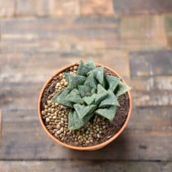 Haworthia Wimii Hybrid Succulent Plant -Cute Farms Shop Haworthiawimiihybrid
