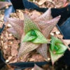 Haworthia Venosa Ssp. Tessllata Succulent Plant -Cute Farms Shop Haworthiopsistessellata